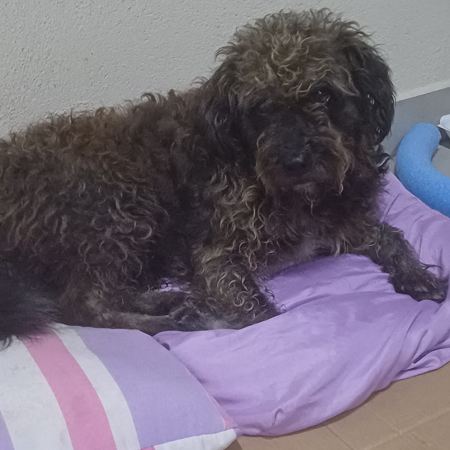 Chewbbaca, o cão comunitário