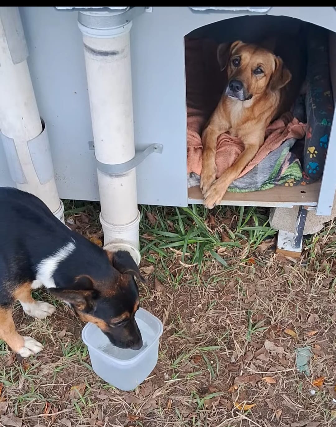 Animais comunitários da região