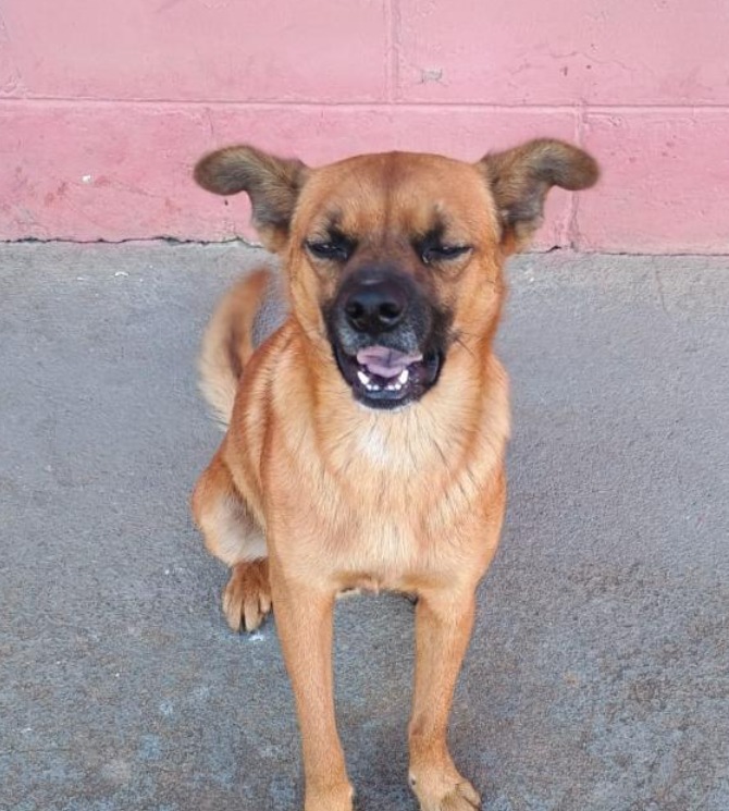 Luli, a cachorrinha comunitária