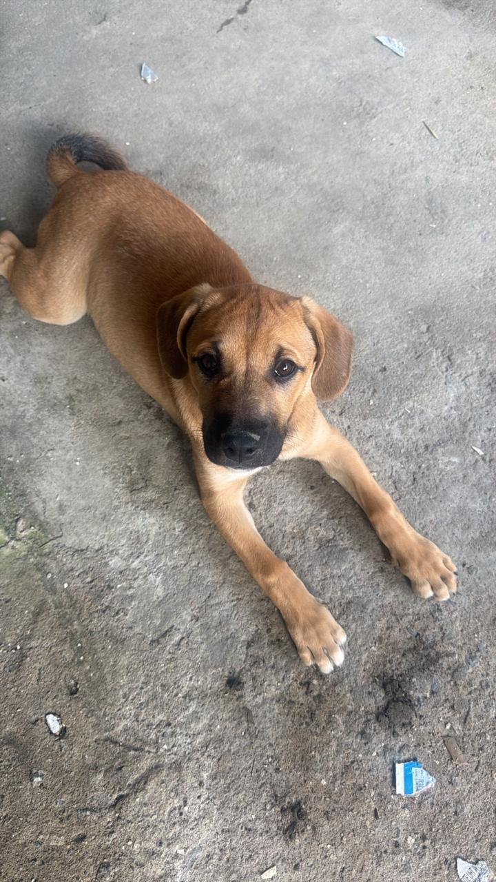 Animais comunitários da região