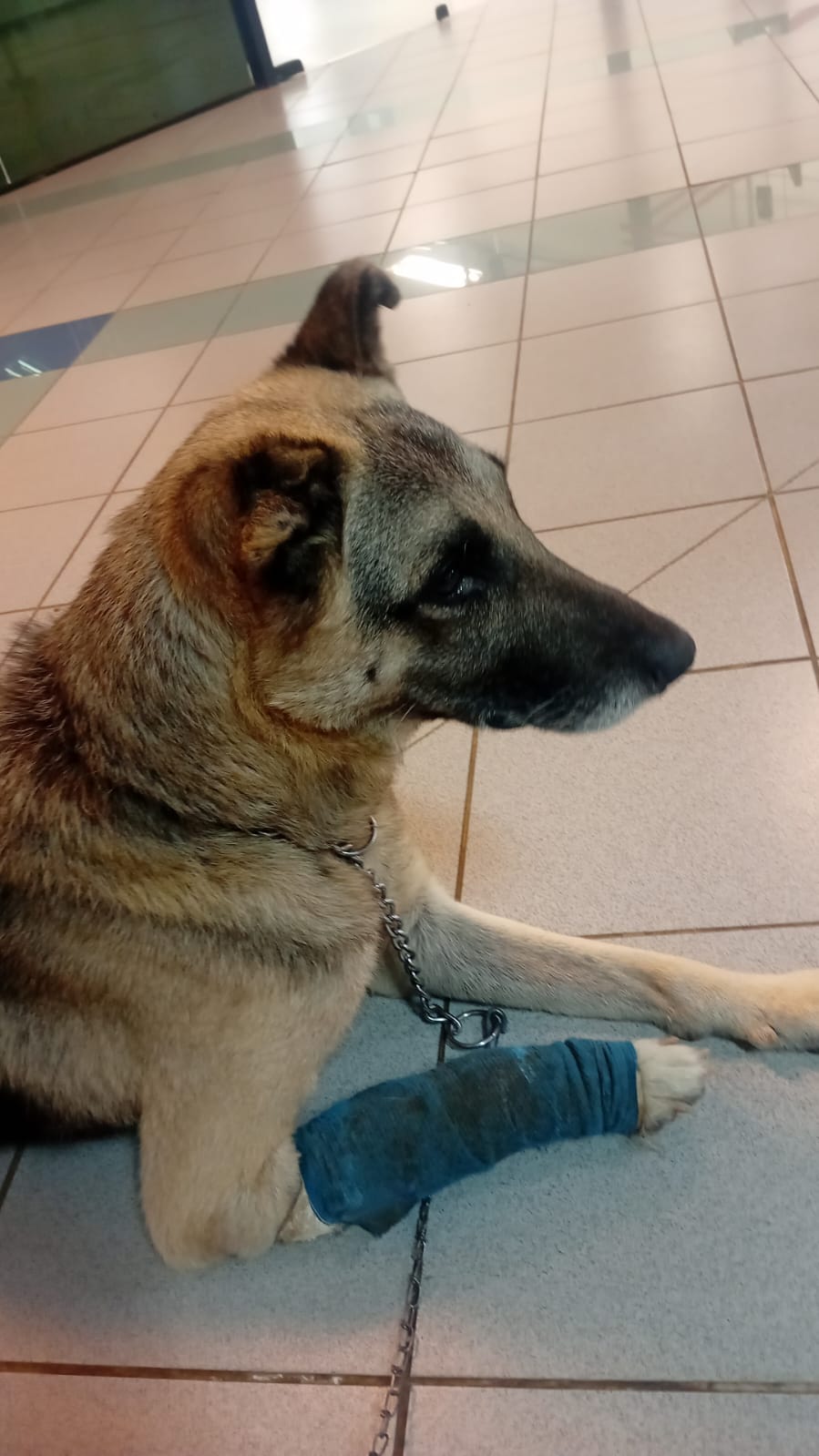 Animais comunitários da região